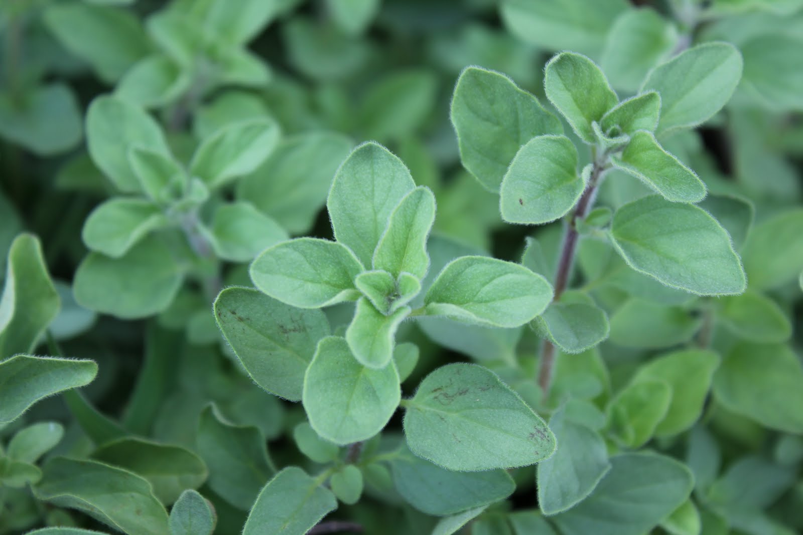 The Woman at the Well Take that spice aisle!