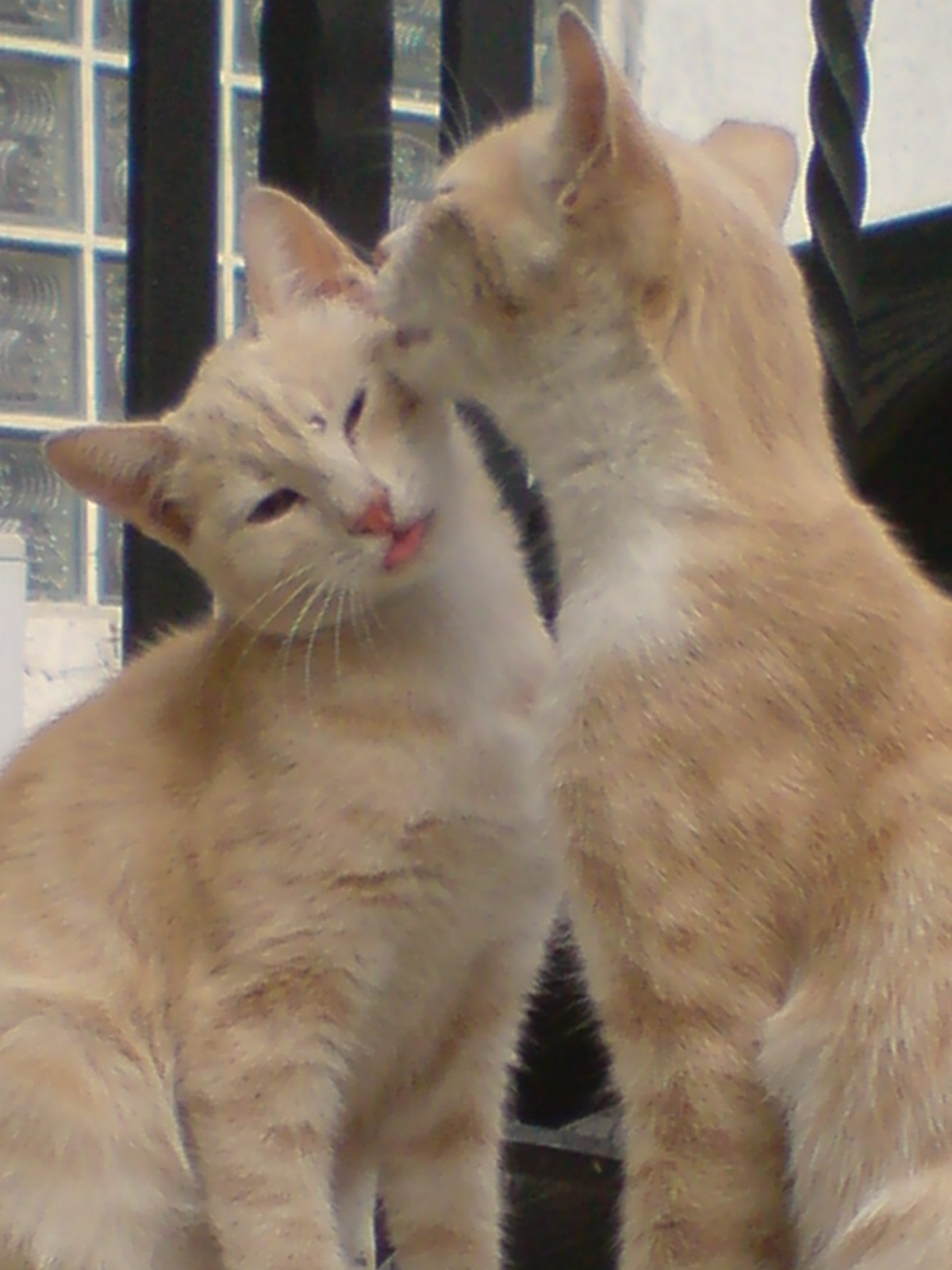 Yaşamın Bereketi KEDİ KARDEŞLİĞİ, SARMAN KARDEŞLER