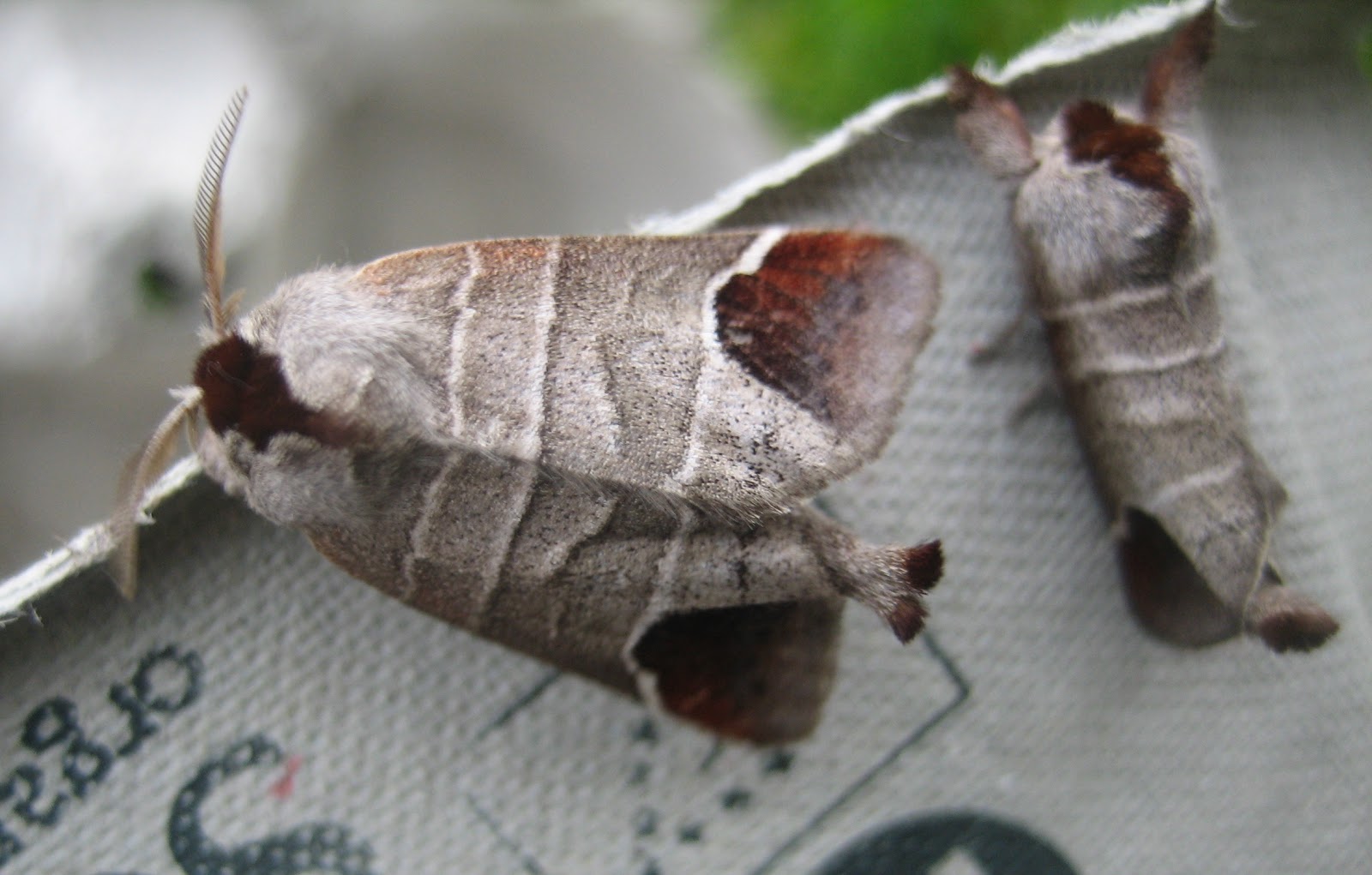 Martin's Moths Tipping in the chocolate
