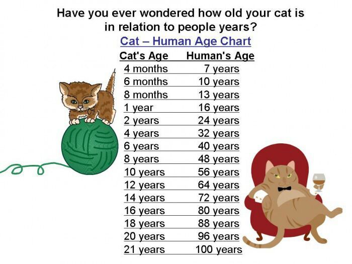 I am not ashamed of my cat years