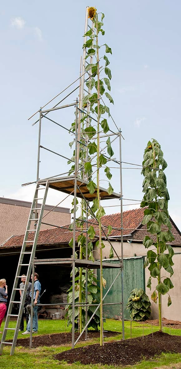 World Tallest Sunflower, World Record BrightRays