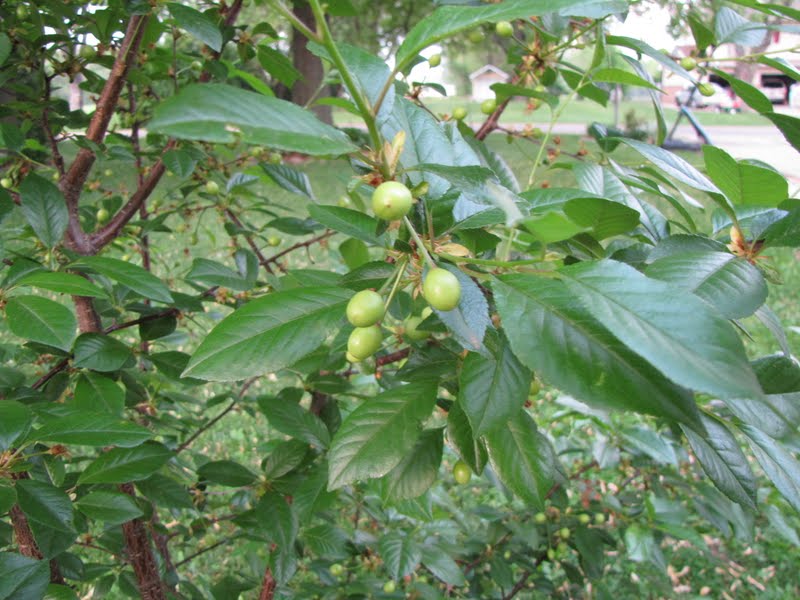 dwarf cherry tree pictures. Our dwarf cherry tree is also
