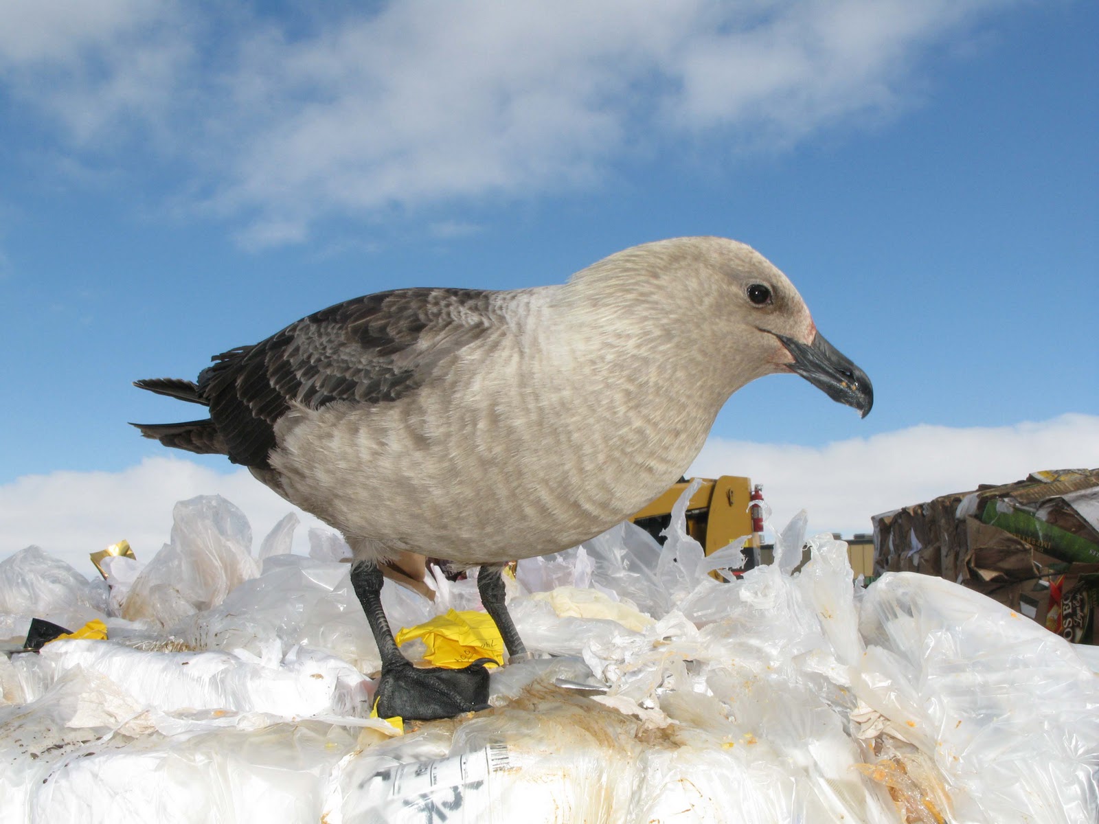 OmniTerra Ice Animals