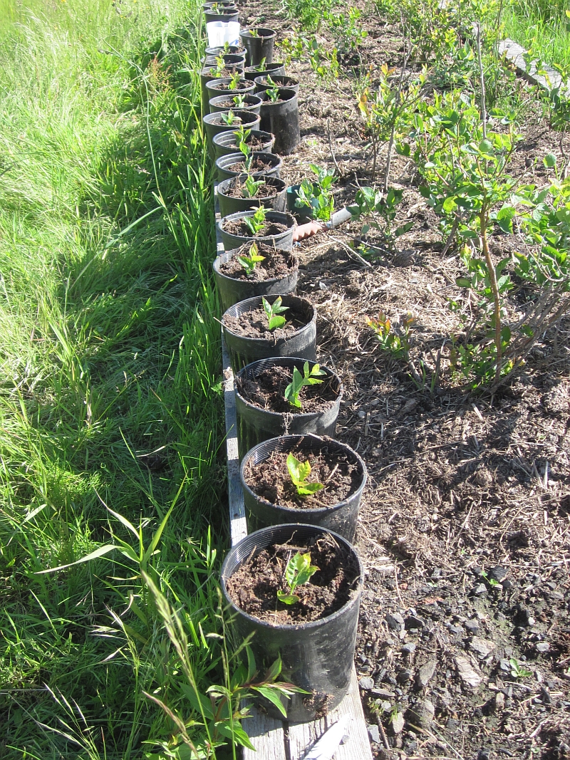Rural Revolution Propagating blueberries