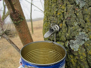 homesteading blog