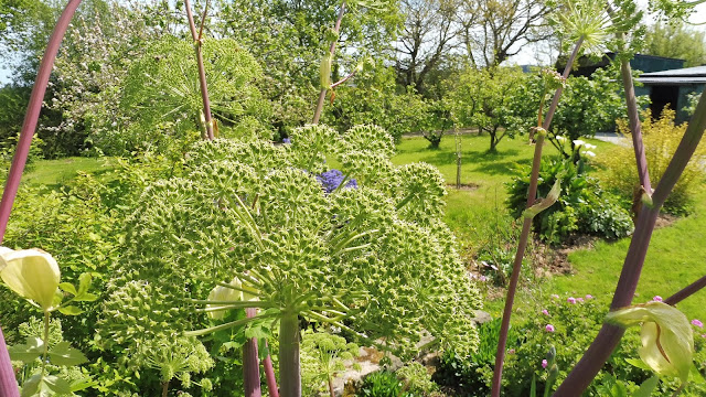 Fushia Et Pommier D Amour Pour L Instant T Dame Skarlette