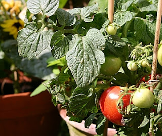 Urban Gardening - Tomaten in meinem Topfgarten