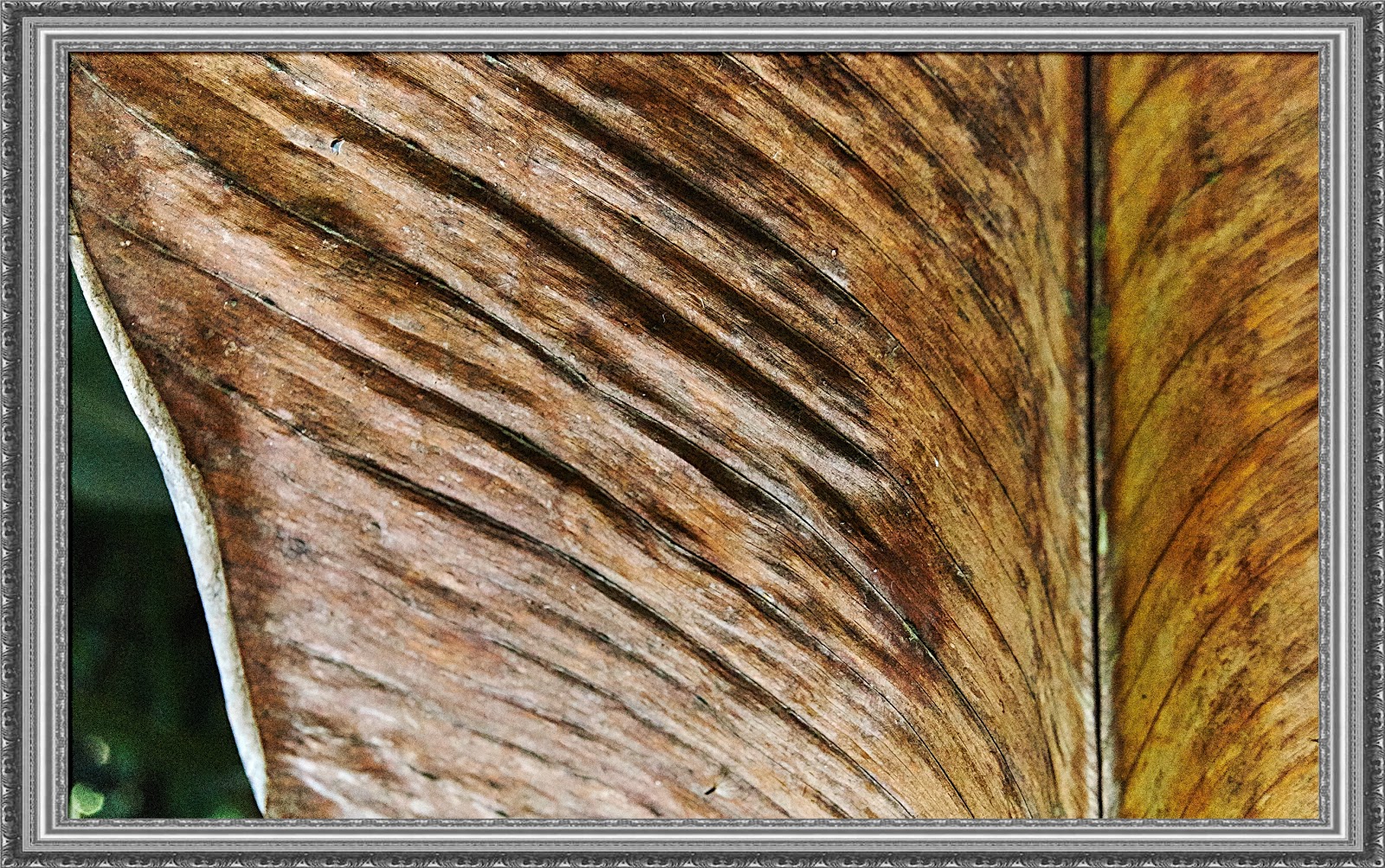 The beauty of a dry leaf (colour)