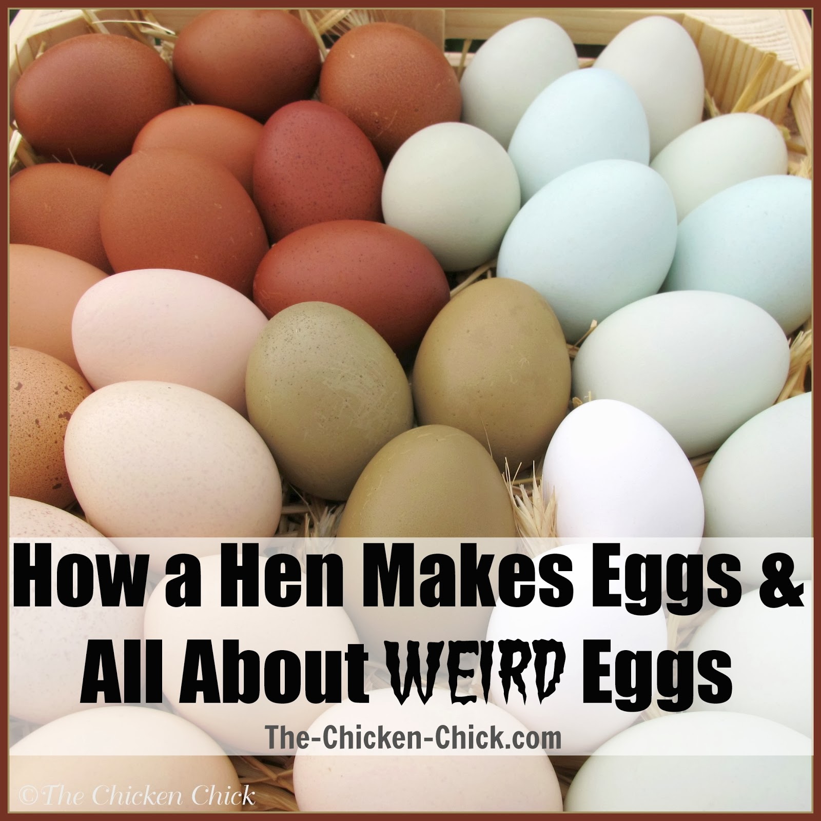 How a Hen Makes an Egg & Egg Oddities. The Chicken Chick®