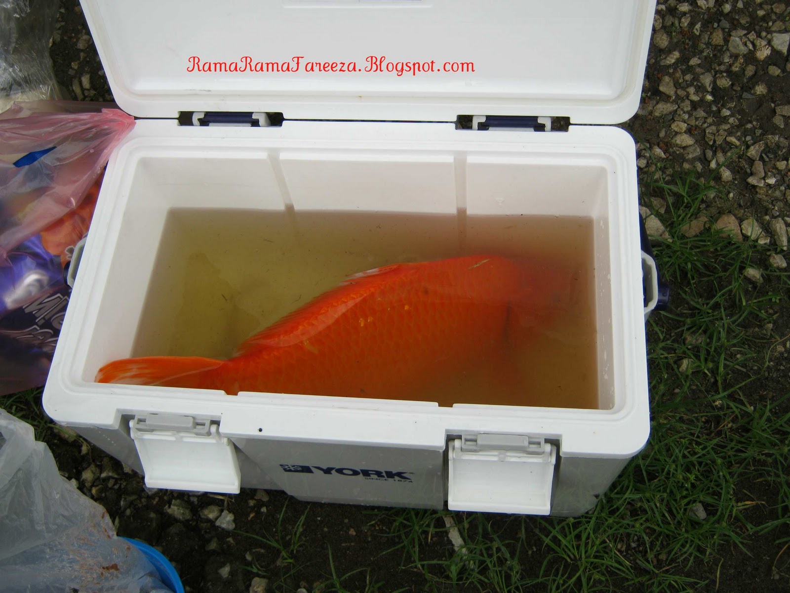 Jangan Bunuh Rama Rama Ikan Liko