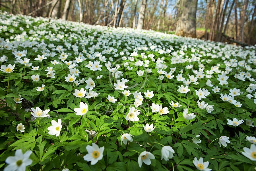 atmosphere girl Sol och vår