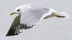 (Larus Canus heinei) Common gull of Russian/Gaviota Cana Oriental/Ekialdeko Kaio mokohoria