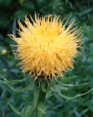 "Centaurea Macrocephala"