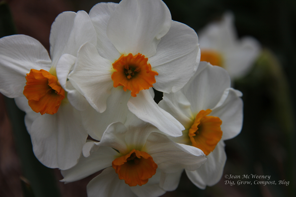 Using Georgia Native Plants Versatile Viburnums