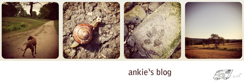 ankie's blog