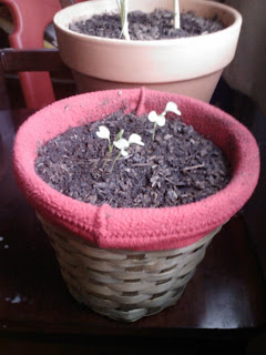 Planter is filled with soil.  Two kale sprouts are inside.