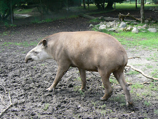 Brazilian+tapir+the+most+endangered+anim