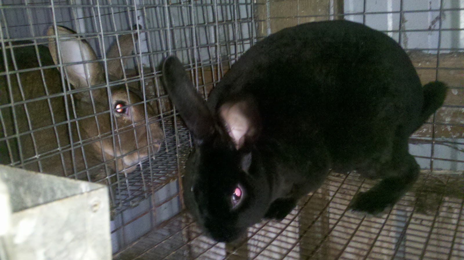 Life From Scratch Keeping Rabbits in Hot Weather