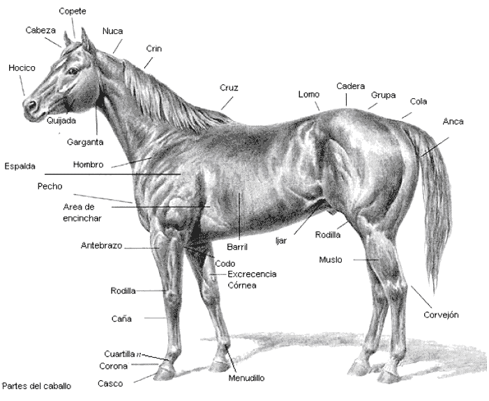 El blog del PiipeH: Estructura de un caballo!