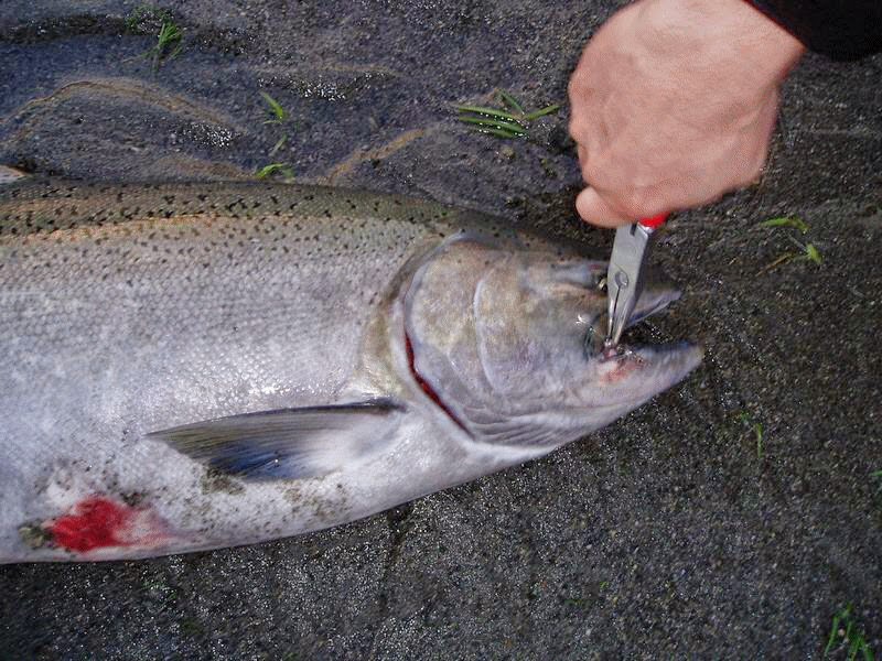 Image result for Salmon Fishing Tips