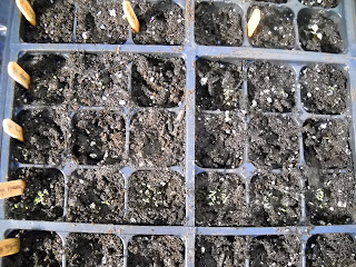 Chamomile and Tarragon are all sprouting!  Tiny tiny!