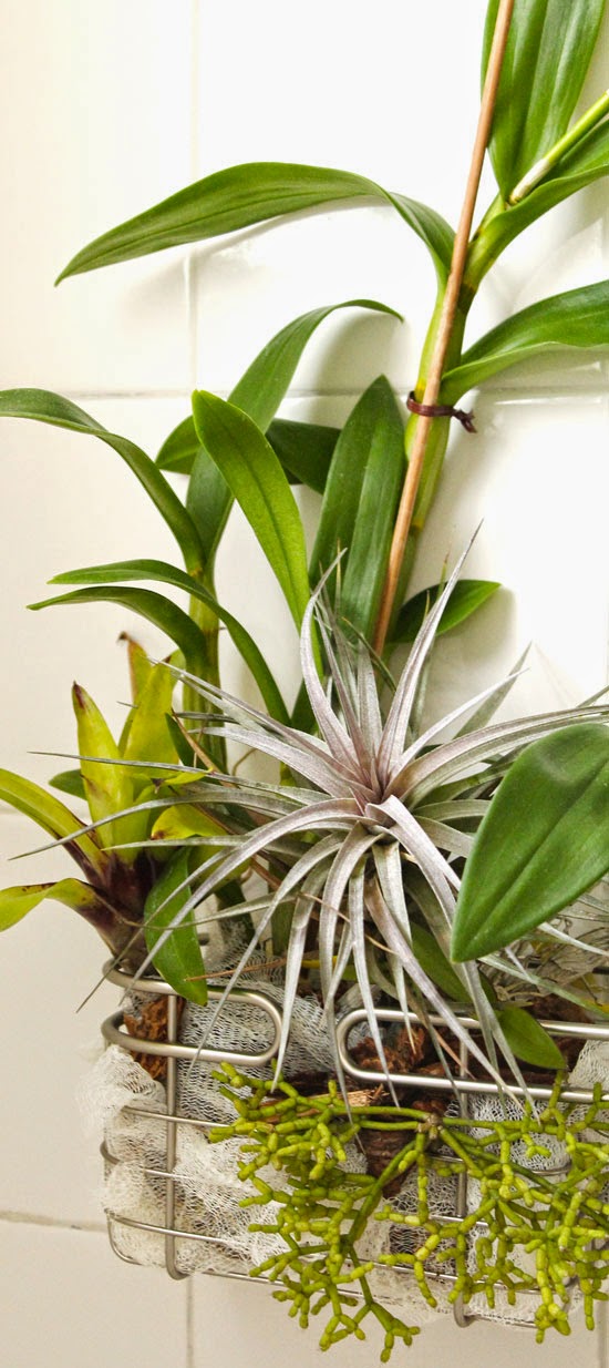The Rainforest Garden Turn a Shower Caddy into a Vertical Garden