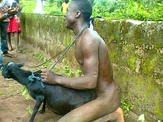 Man caught having sex with a goat in ogun.