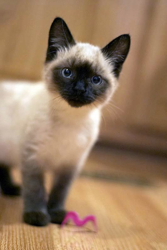 Top 5 Most Affectionate Cat Breeds