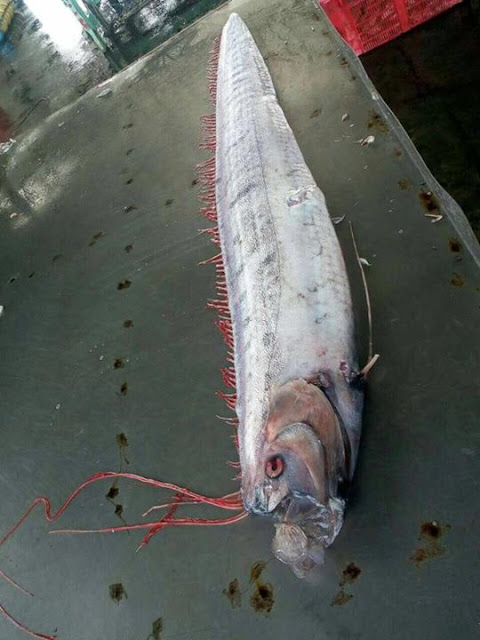 地震鱼 皇带鱼 马来西亚 柔佛 malaysia Johor  Regalecus glesne