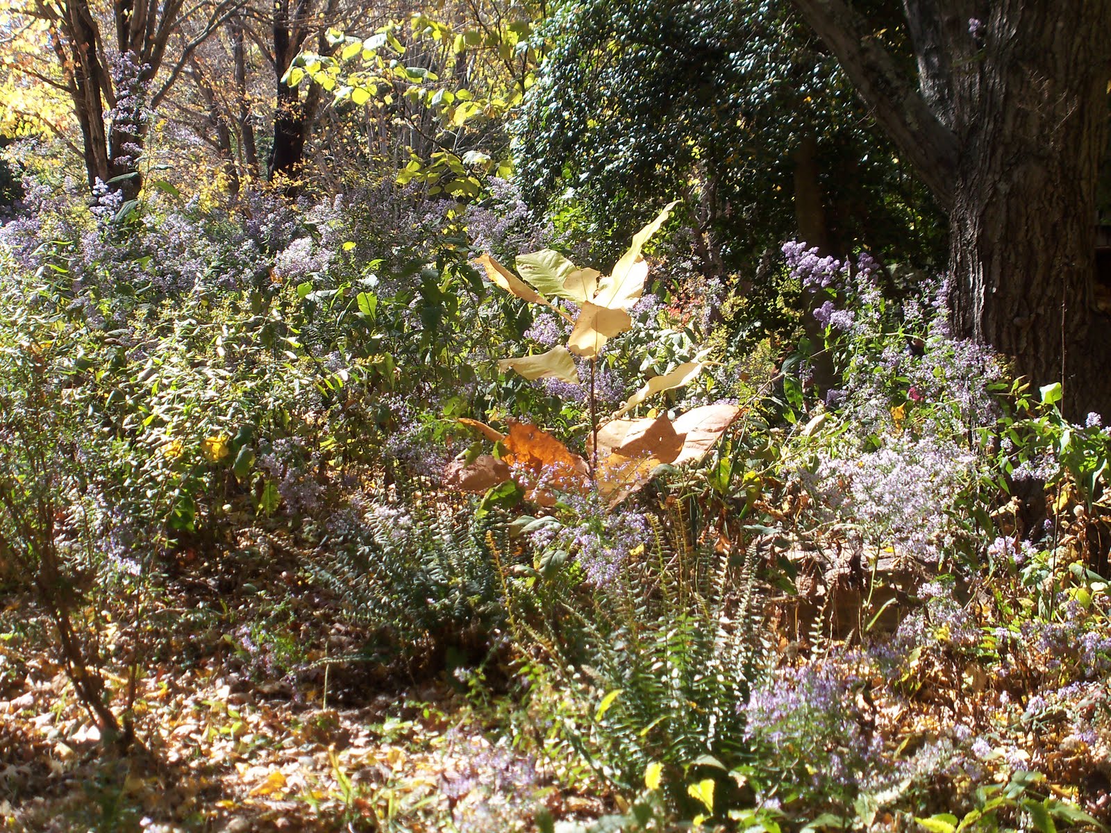 The Essential Herbal Blog Asheville Nc Botanical Garden