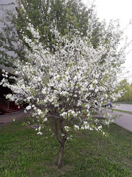 ÁRBOL DE MANZANAS.MOSCÚ.8.5.2019