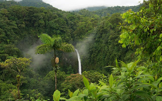 trees rainforest jungle hd images