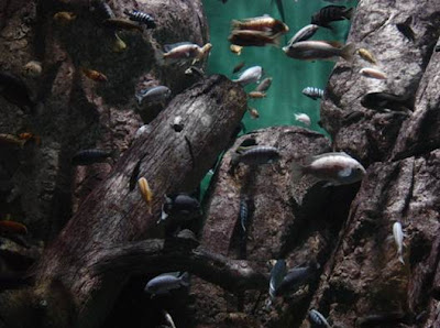 A fish pond with Malawi- originated fish.