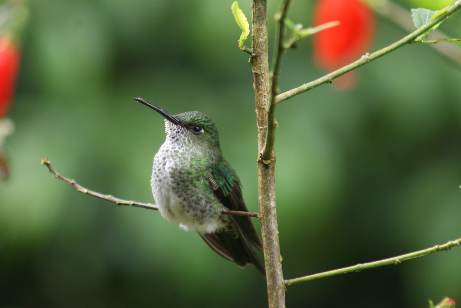 TZMF in Peru: From Zu - Hummingbirds