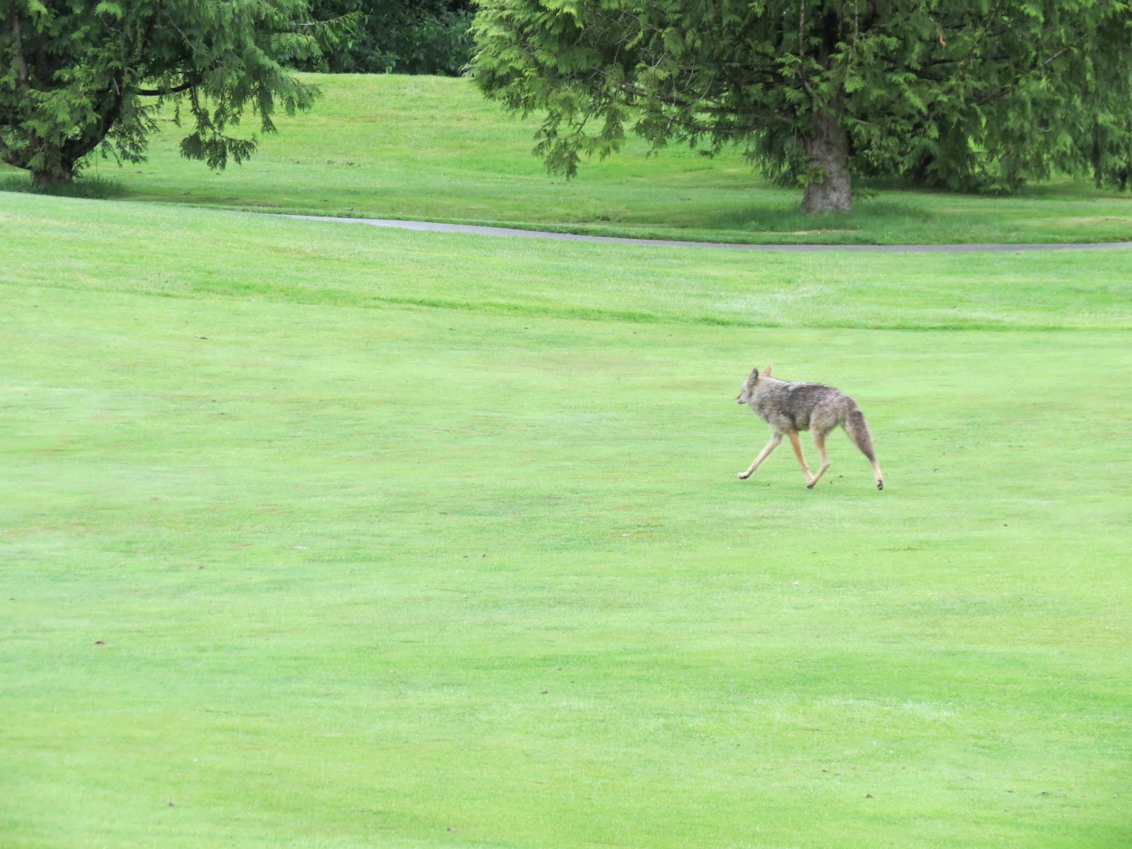 Langara Golf Course