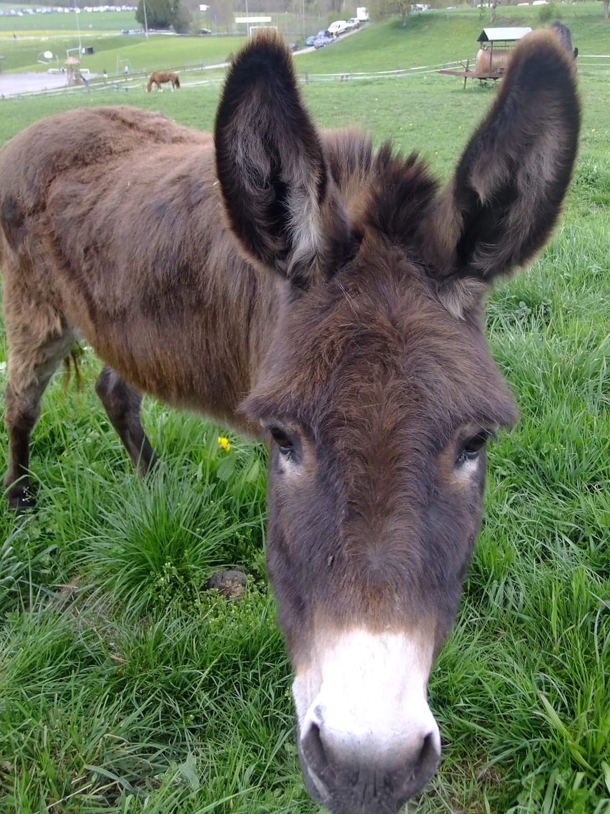 スイスアーミー という制度 徴兵制 スイスの場合