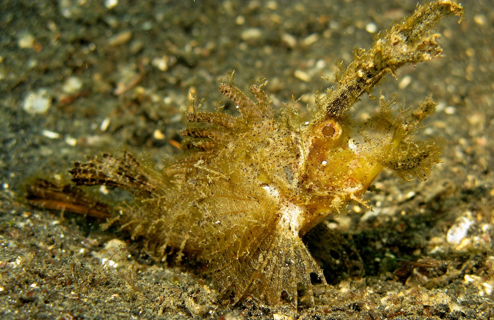 real monstrosities ambon scorpionfish