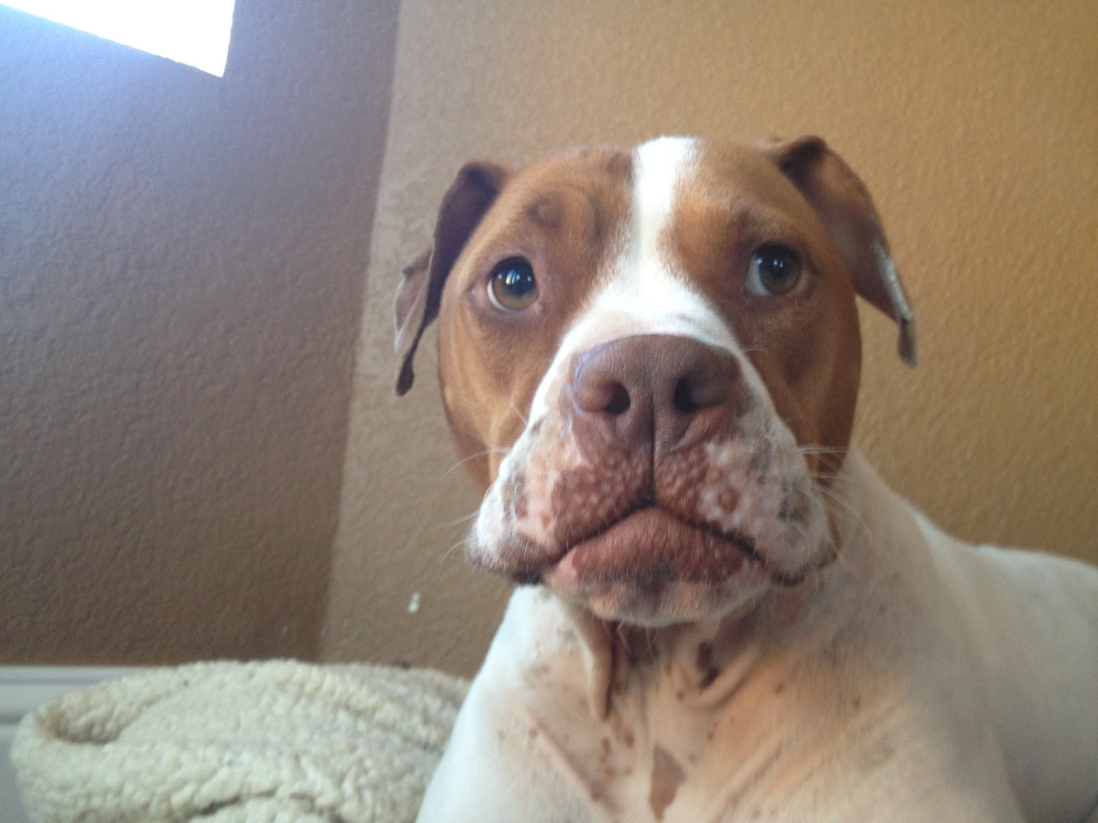 pet detective case blog karma pit bull boxer mix red and white creston ca found