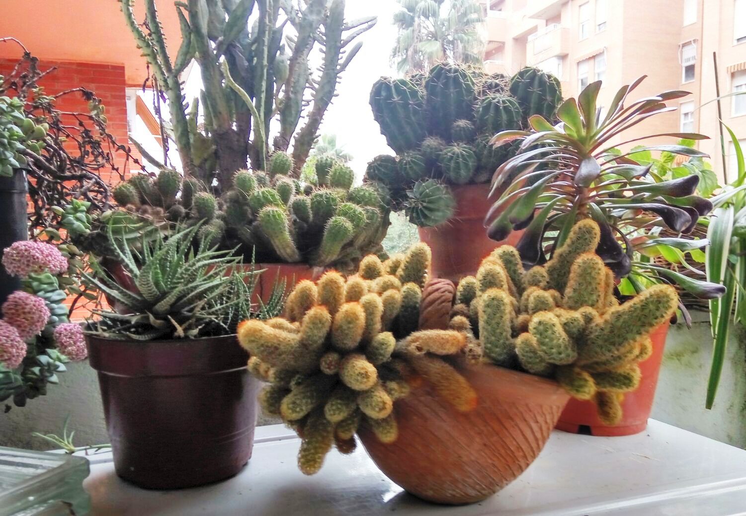 Colección de cactus