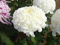 White puffy chysanthemum flower and plant in the Sorakuen Gardens, Kobe