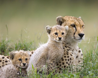 Beautiful Wild animals desktop wallpapers, photography, latest, cool, 2012, 2013, images, pictures, wallpapers Beautiful Wild animals desktop wallpapers, photography, latest, cool, 2012, 2013, images, pictures, wallpapers