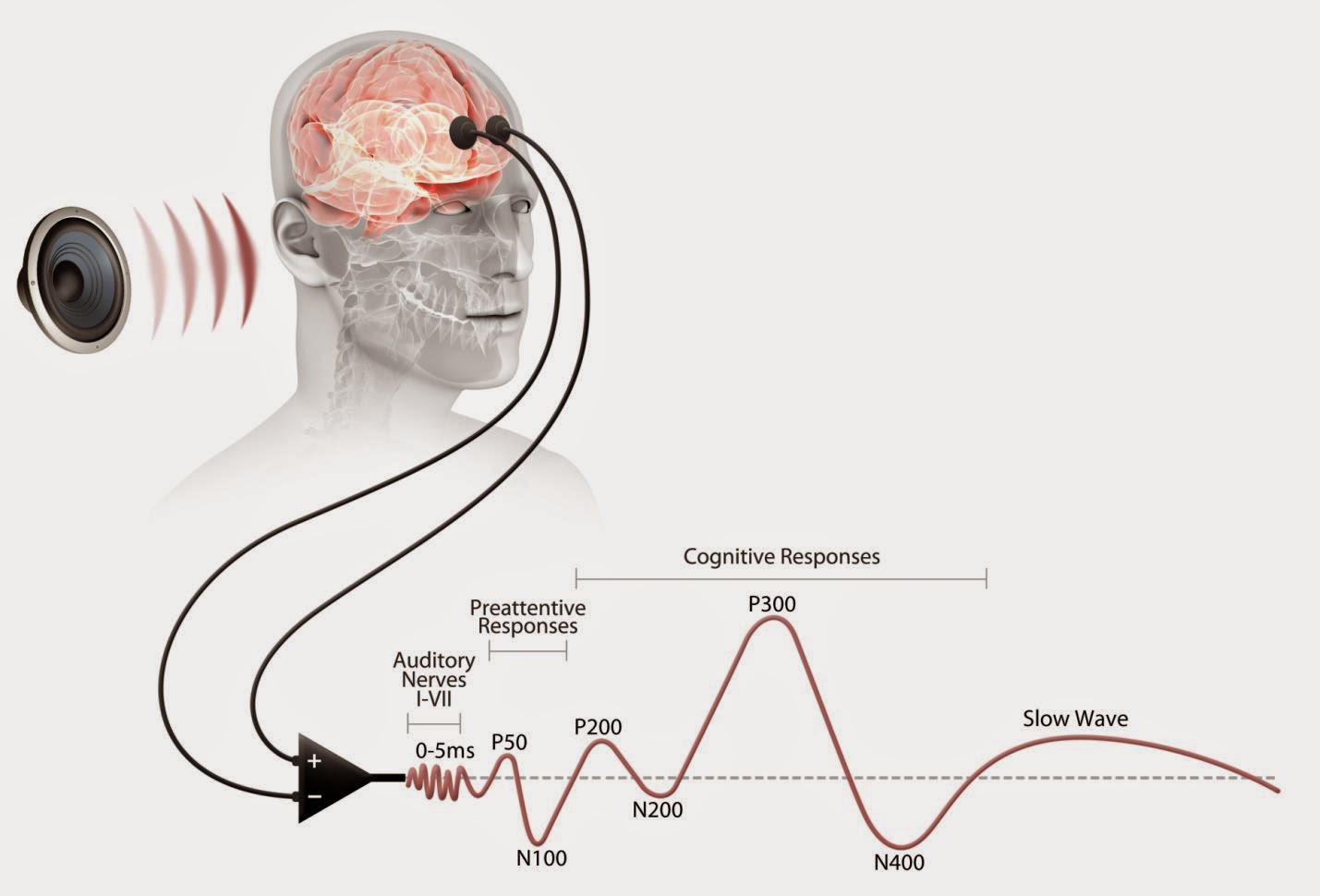 Biomedical Signal Processing BioMedical Signals A Sparkful Electrical