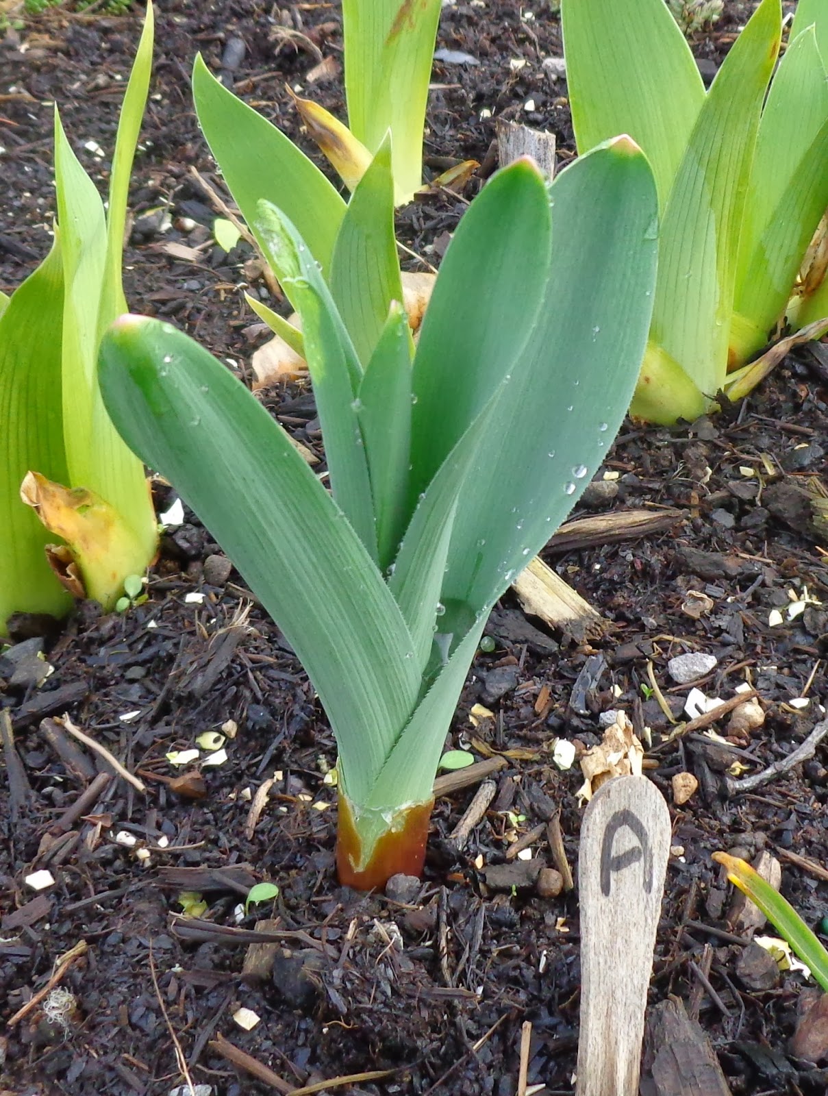 Growing Greener in the Pacific Northwest Spring Bulbs, Flowers and