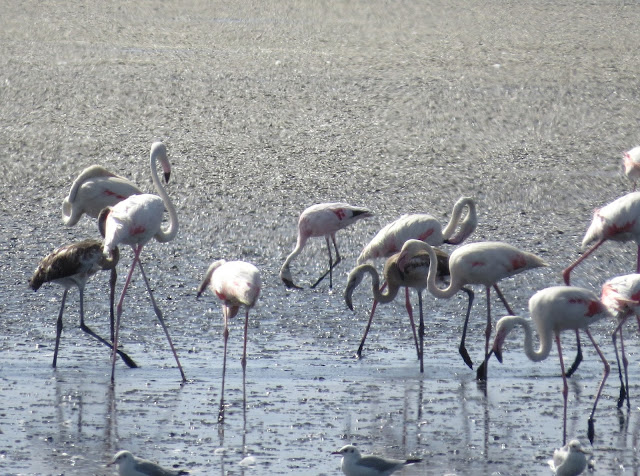 Lesser Flamingo - Spain