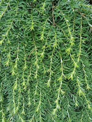Future Plants By Randy Stewart Cephalotaxus Plum Yew