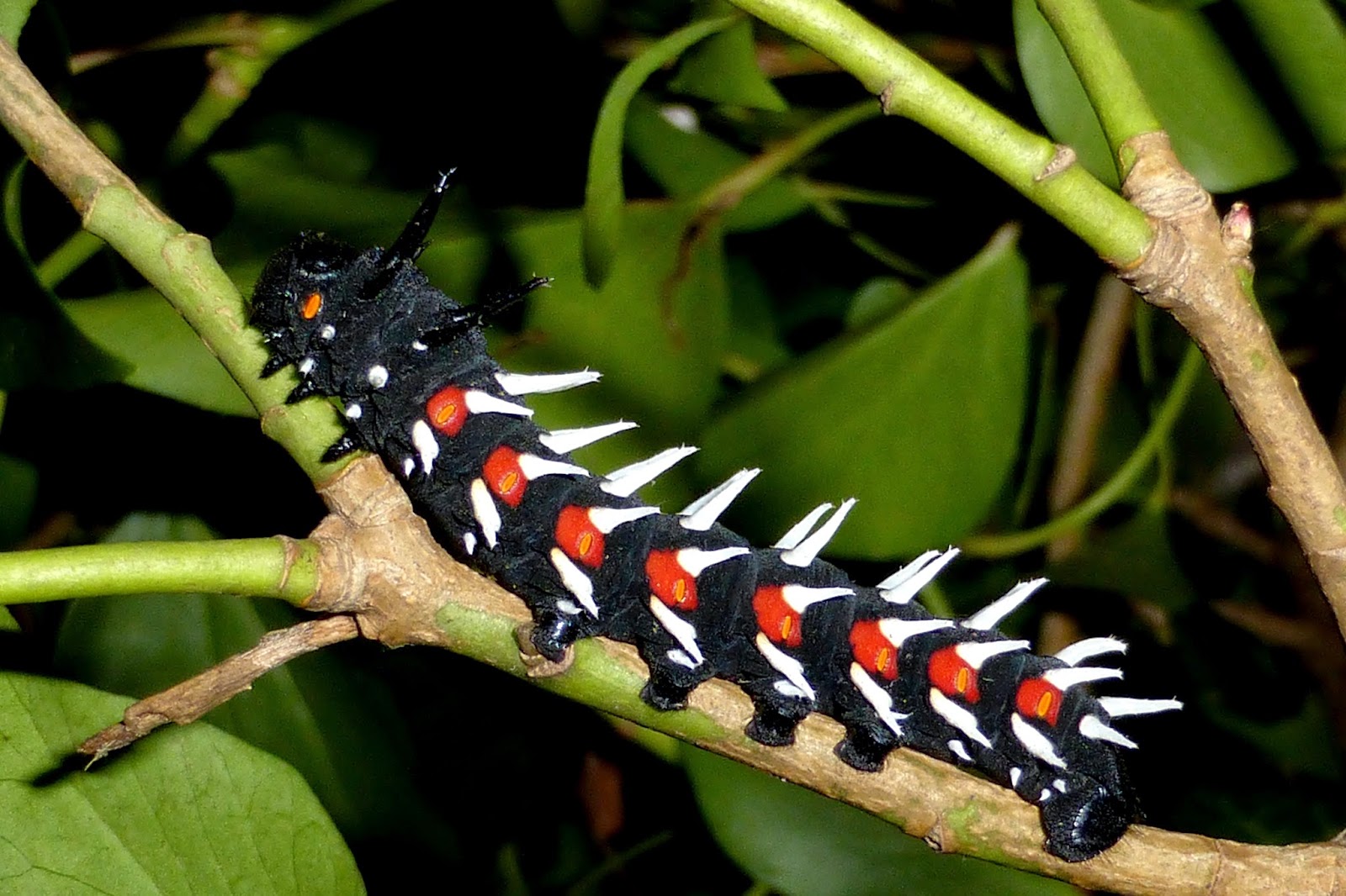 Bunaea alcinoe or the Cabbage tree emperor moth is an African moth
