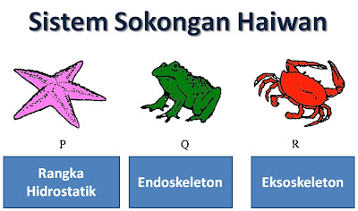 Memahami sistem sokongan dalam haiwan: endoskeleton, eksoskeleton dan rangka hidrostatik