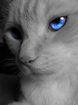 Silentlight- Medicine Cat
