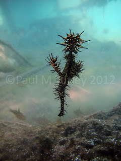 Look at me I'm a pretty ornate ghostpipefish