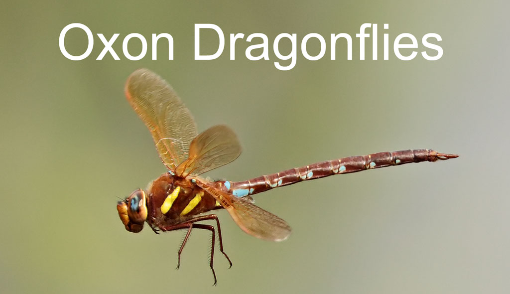 Oxon Dragonflies